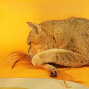 Cat teething stick, wood tian jiao, teeth cleaning feathers, galls, cat teething stick, chewing, self-entertainment